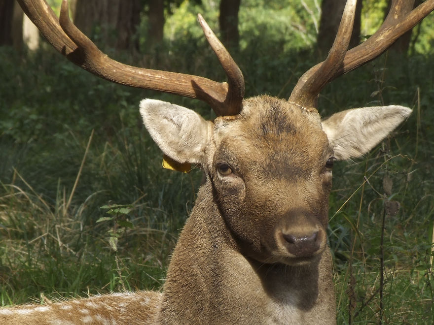 Oh Deer, It's That Time Of The Year! Oh Deer, It's That Time Of The Year!