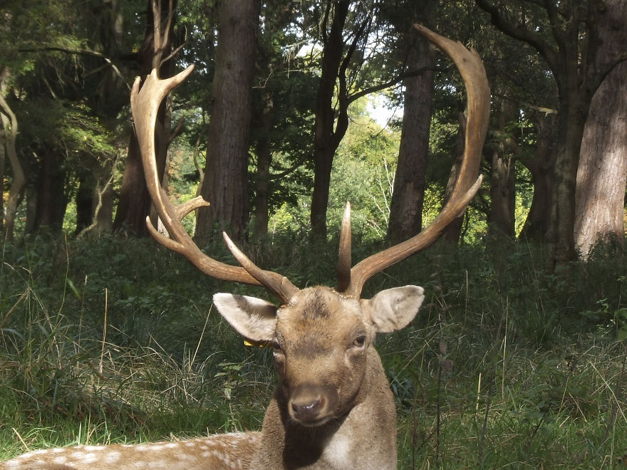 Oh Deer, It's That Time Of The Year! Oh Deer, It's That Time Of The Year!