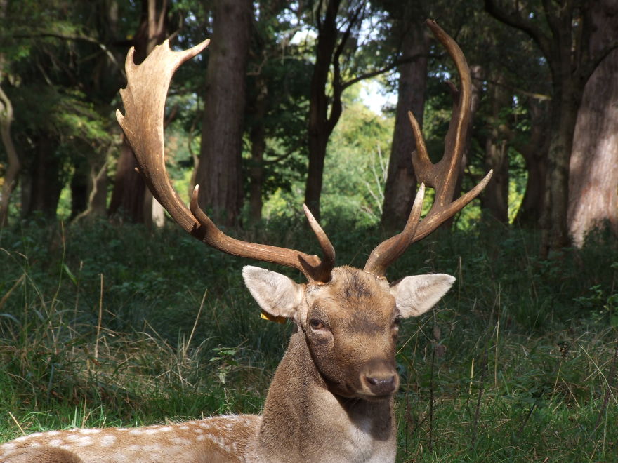 Oh Deer, It's That Time Of The Year! Oh Deer, It's That Time Of The Year!