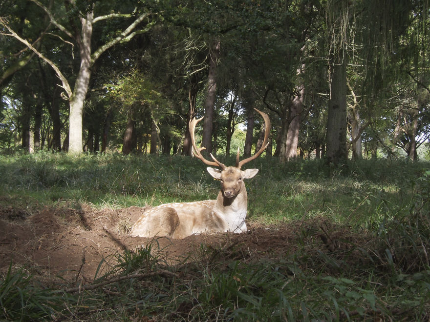 Oh Deer, It's That Time Of The Year! Oh Deer, It's That Time Of The Year!