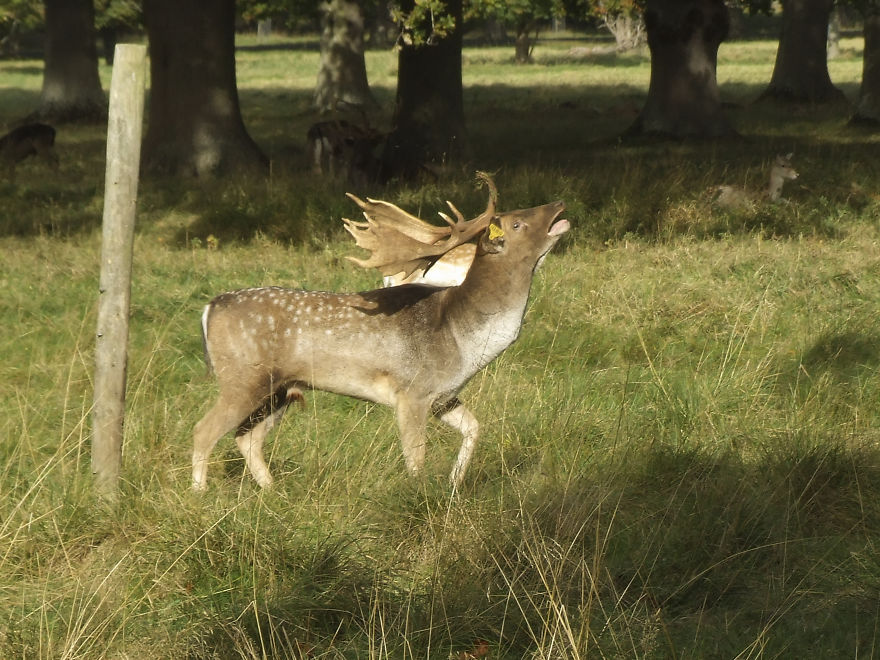 Oh Deer, It's That Time Of The Year! Oh Deer, It's That Time Of The Year!