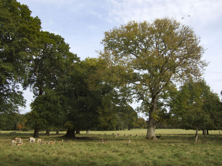 Oh Deer, It's That Time Of The Year! Oh Deer, It's That Time Of The Year!