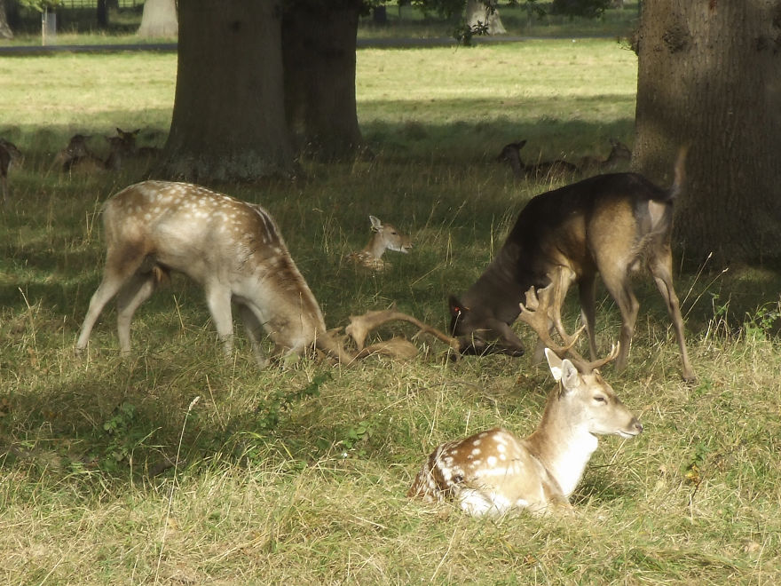Oh Deer, It's That Time Of The Year! Oh Deer, It's That Time Of The Year!