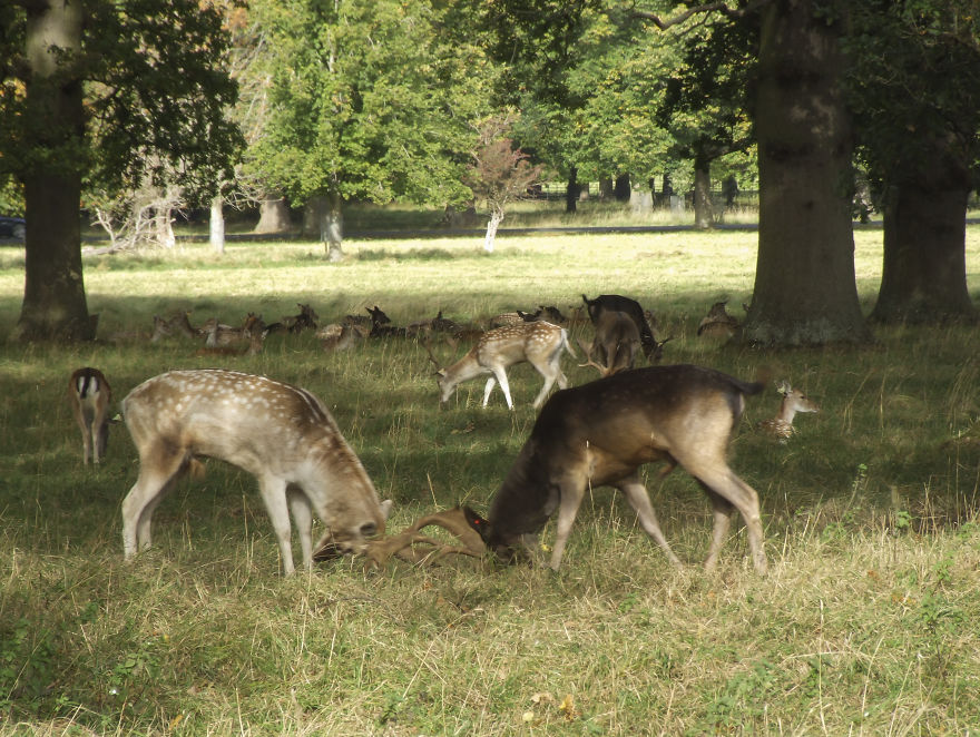 Oh Deer, It's That Time Of The Year!