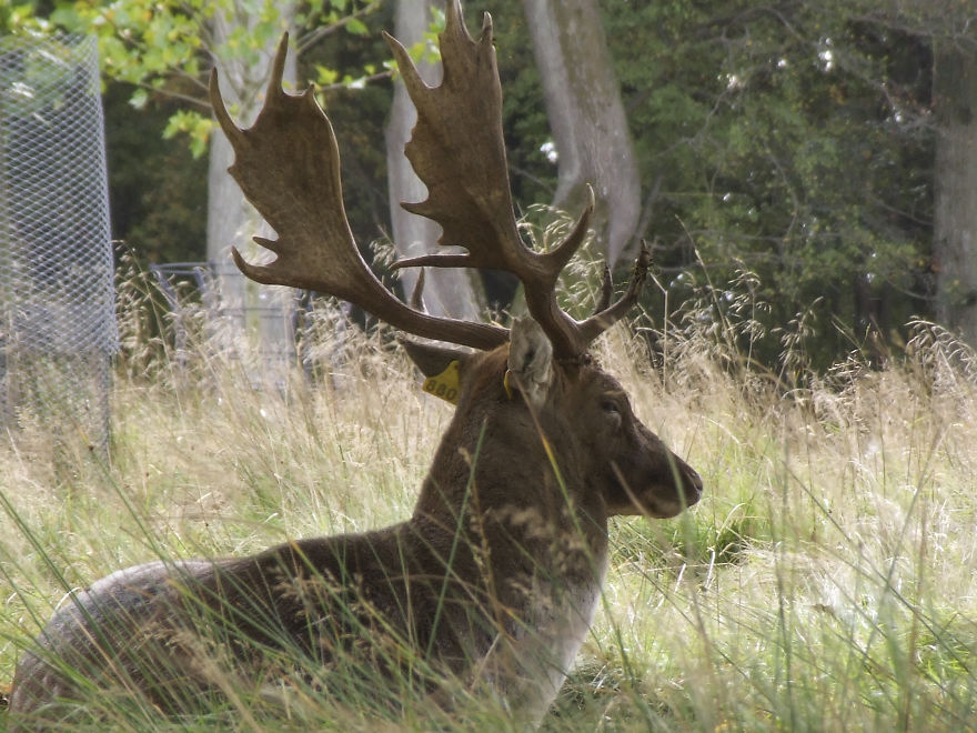 Oh Deer, It's That Time Of The Year! Oh Deer, It's That Time Of The Year!