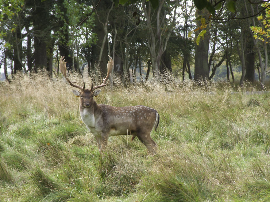 Oh Deer, It's That Time Of The Year! Oh Deer, It's That Time Of The Year!