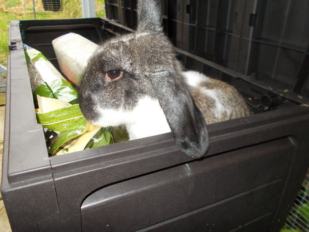 "You Did Not Feed Me Fast Enough. I Am Now Stuck. Get Me Out"