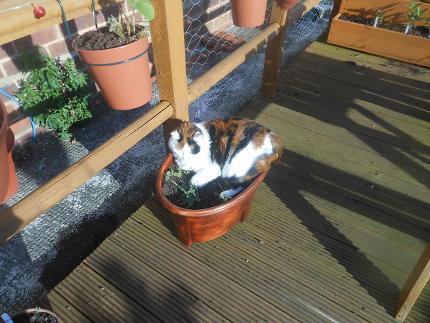 Lucky Doesnt Roll In The Catnip She Lays In It And Wont Move