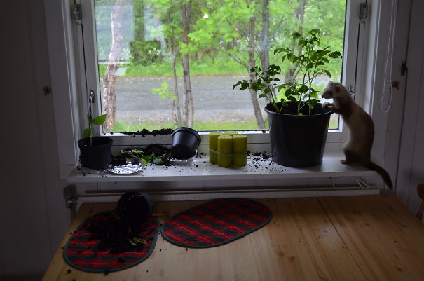 My Ferret Snoopy... I Left Him Alone For 5 Minutes...