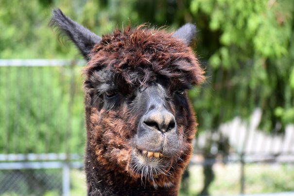 Llama Playing It Cool