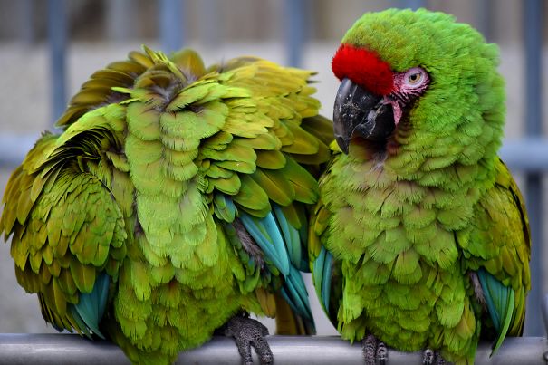 The One Who Lost His Head