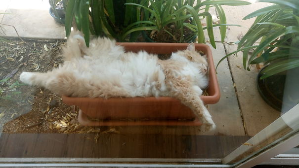 Figured Out Why The Seeds Didn't Come Up.