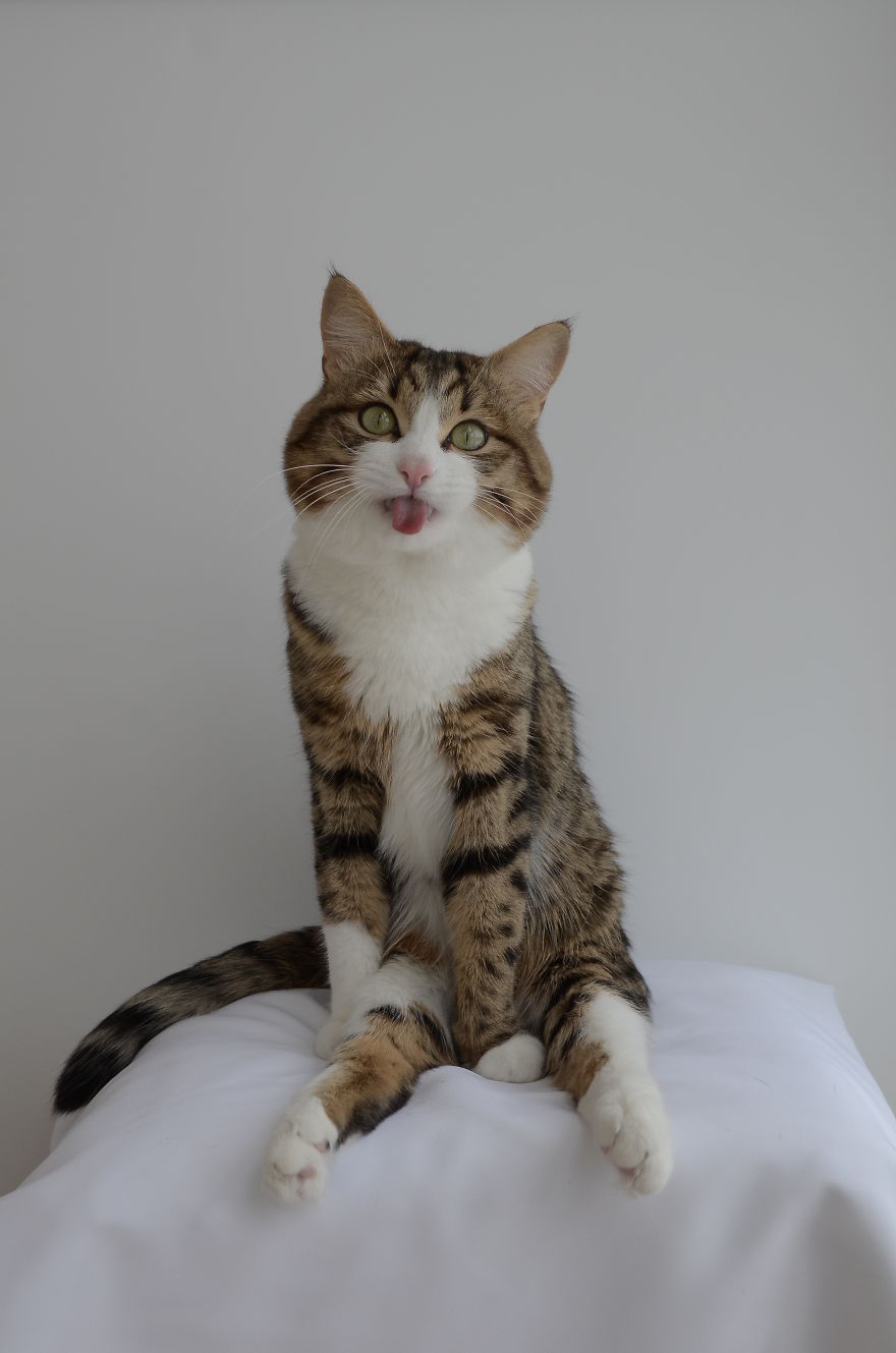 Rexie The Cat-King Of Bleps And Tongue Tricks