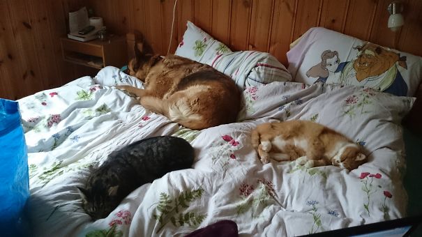 There Is No Room For Me Thanks To Anton, Matteus, And Dixie!