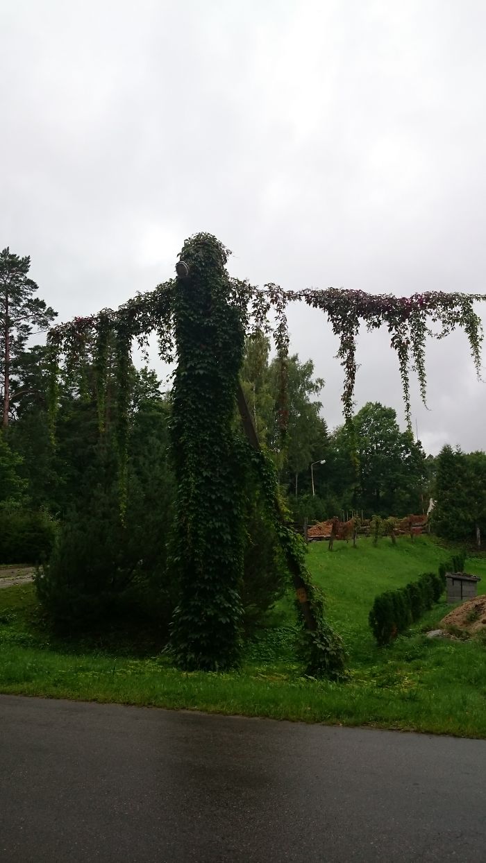 It's Not A Tree, But Still Looks Creepy :-)