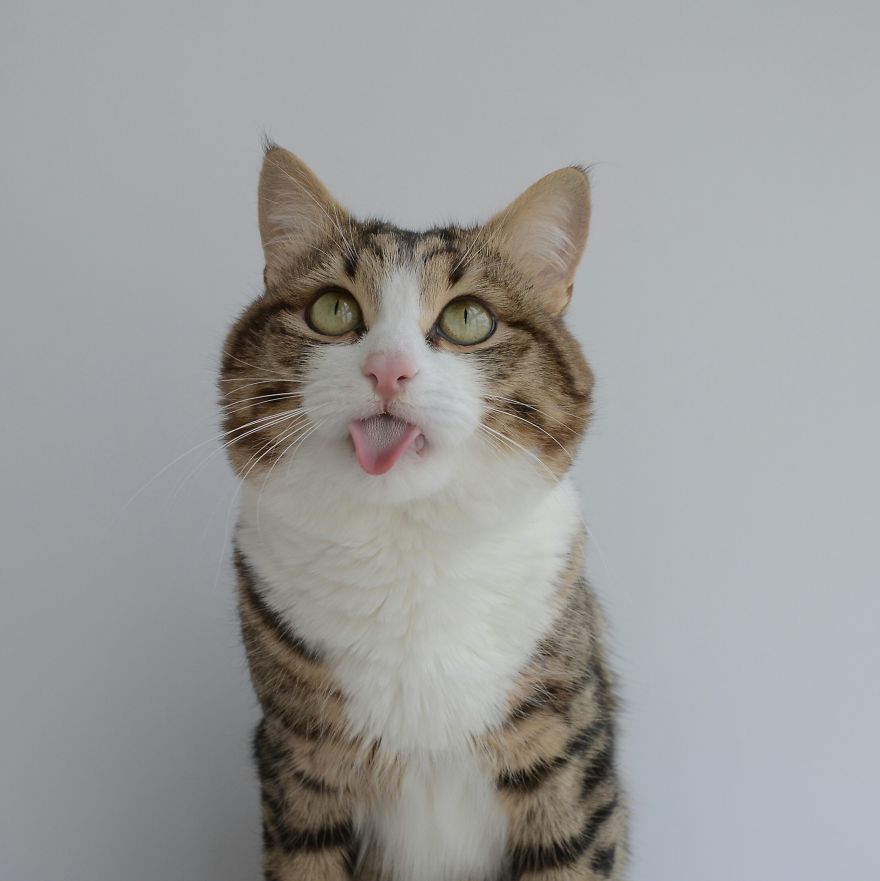 Rexie The Cat-King Of Bleps And Tongue Tricks