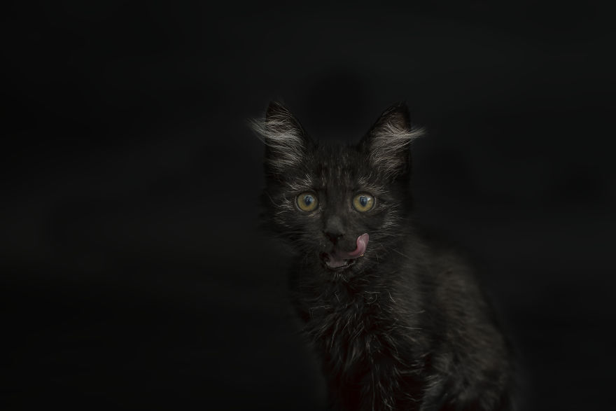 I Photographed Black Cats For Halloween I Photographed Black Cats For Halloween