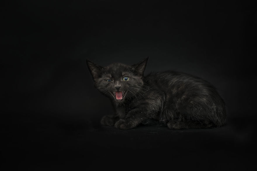I Photographed Black Cats For Halloween