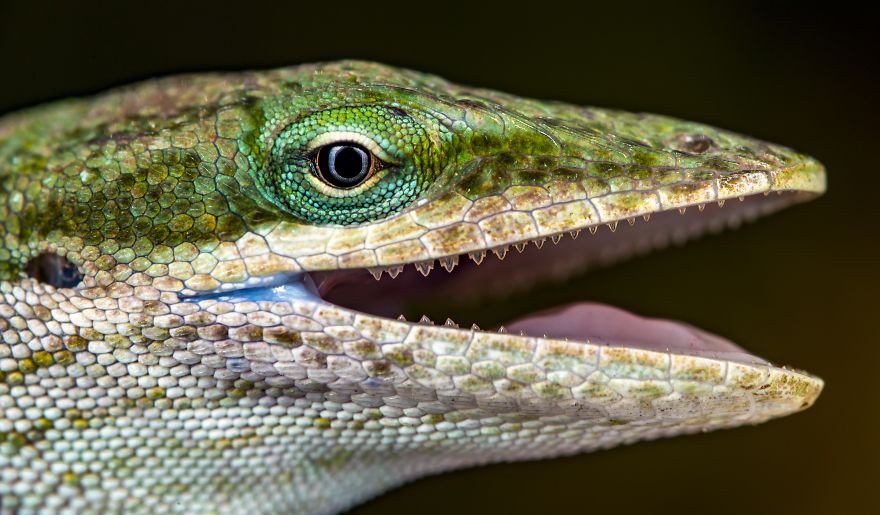 Elevate Your Macro Photos: 5 Tips From A National Geographic Explorer