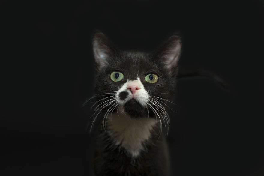 I Photographed Black Cats For Halloween