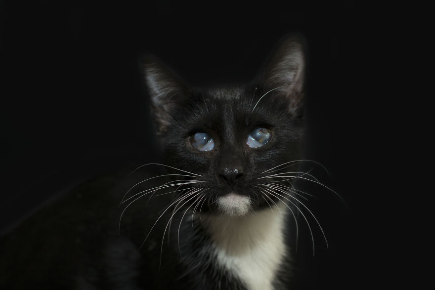 I Photographed Black Cats For Halloween I Photographed Black Cats For Halloween