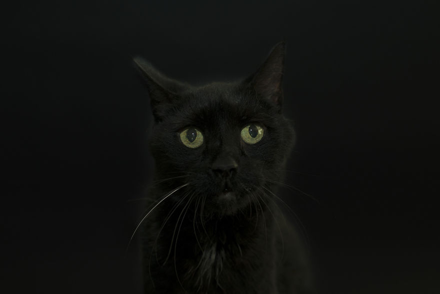 I Photographed Black Cats For Halloween