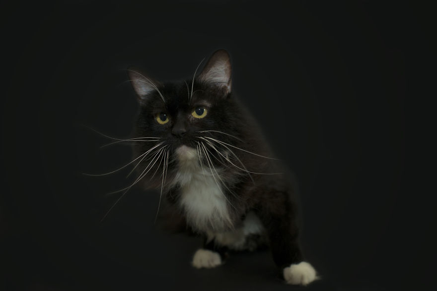 I Photographed Black Cats For Halloween