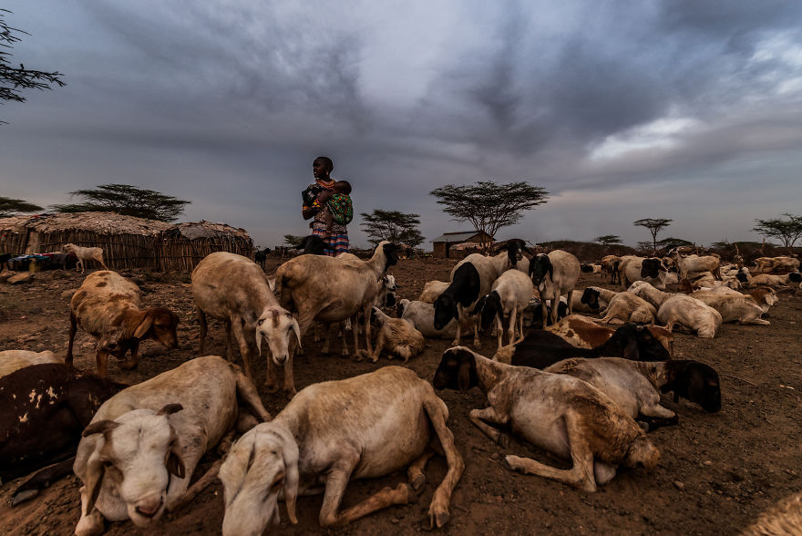 What A Veterinary Rabies Vaccination Program Looks Like In Africa