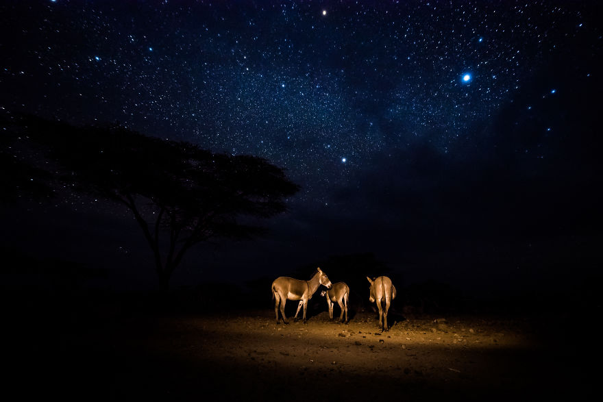 What A Veterinary Rabies Vaccination Program Looks Like In Africa