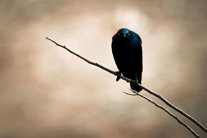 What A Veterinary Rabies Vaccination Program Looks Like In Africa