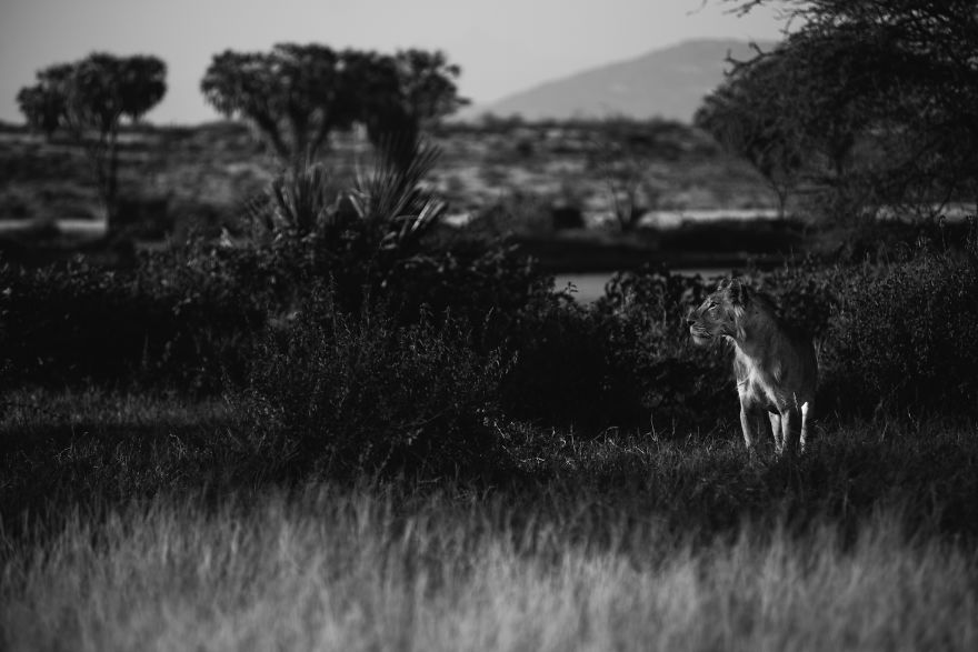 What A Veterinary Rabies Vaccination Program Looks Like In Africa