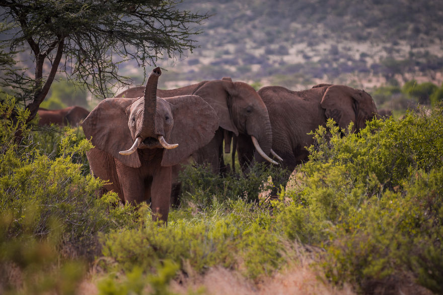 What A Veterinary Rabies Vaccination Program Looks Like In Africa