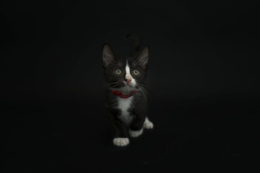 I Photographed Black Cats For Halloween