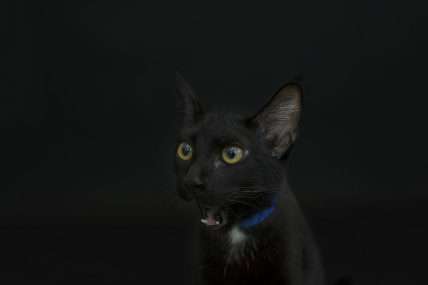 I Photographed Black Cats For Halloween