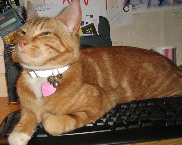 I Can't Get Any Work Done