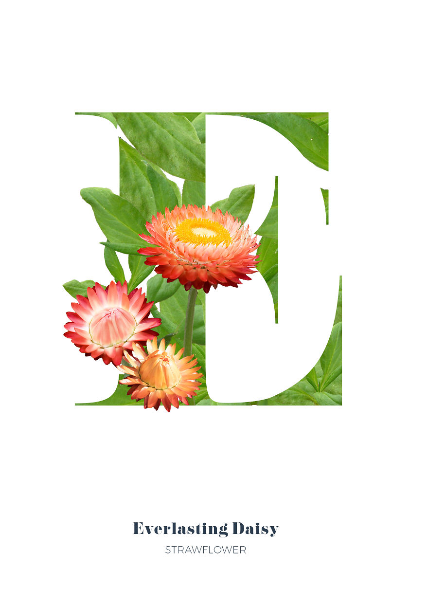 I Wanted To See What The Alphabet Would Look Like Made Out Of Flowers