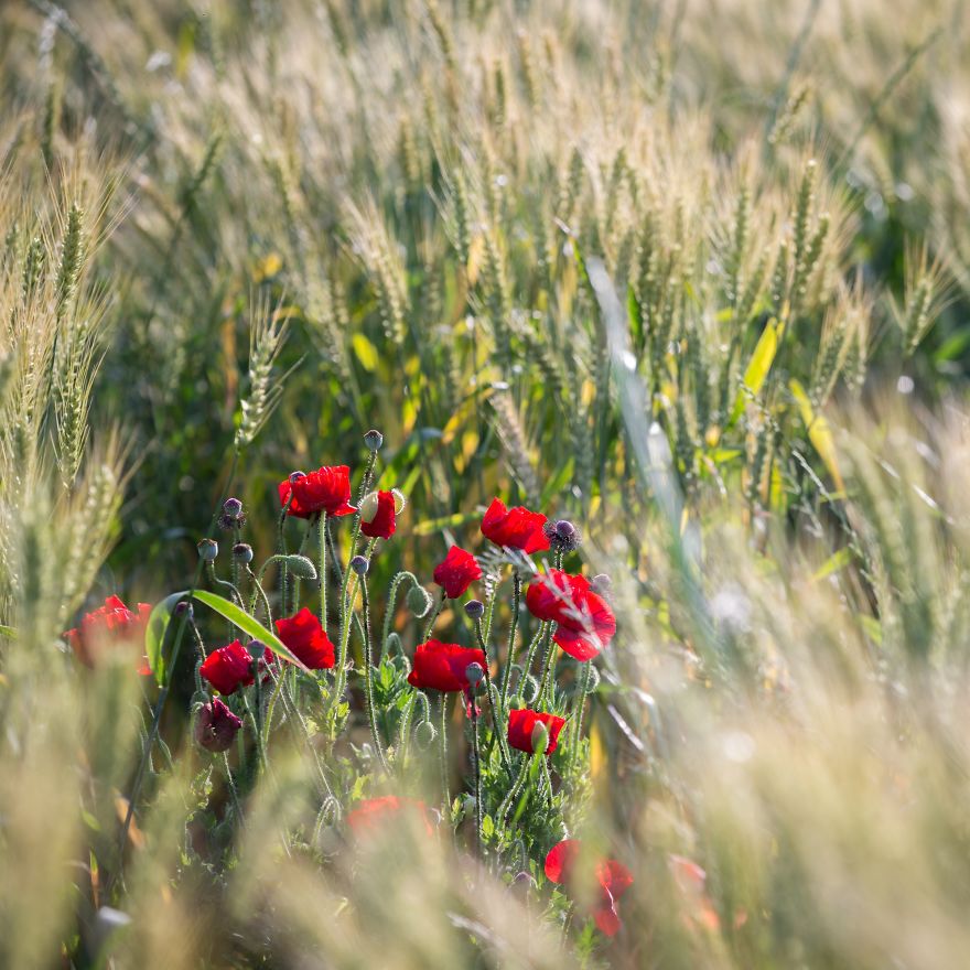 Nature In Japan In The Visual Haiku Style