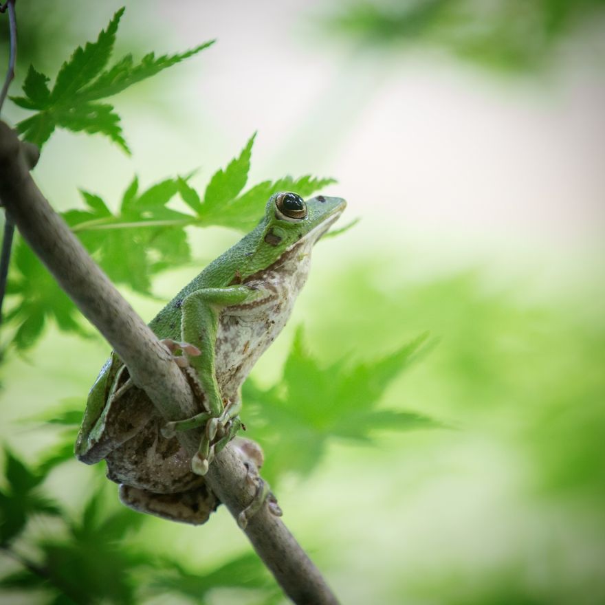 Nature In Japan In The Visual Haiku Style