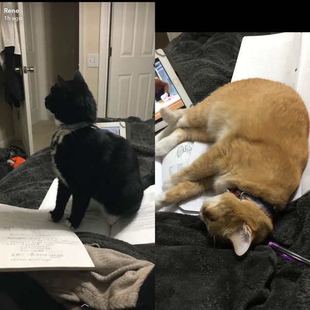 Every Time I Try To Study, My Cats Pitch A Fit