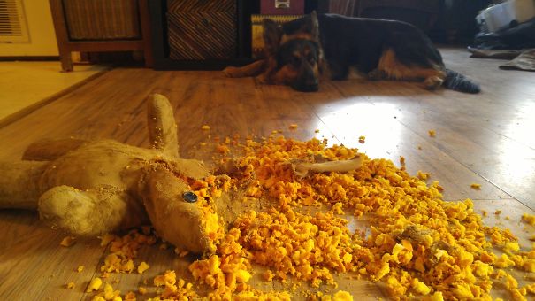 2hours To Long....46 Year Old Ted Died A Tragic And Unexpected Death Of Puppy Gone Mad