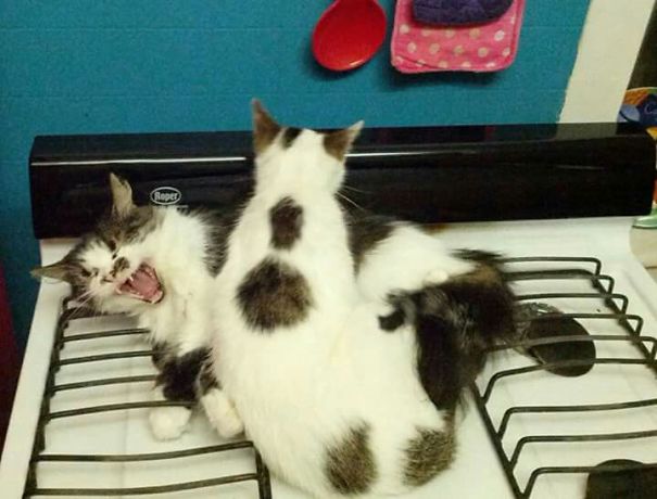 Yep, Perfect Place To Nap Before I Make Dinner