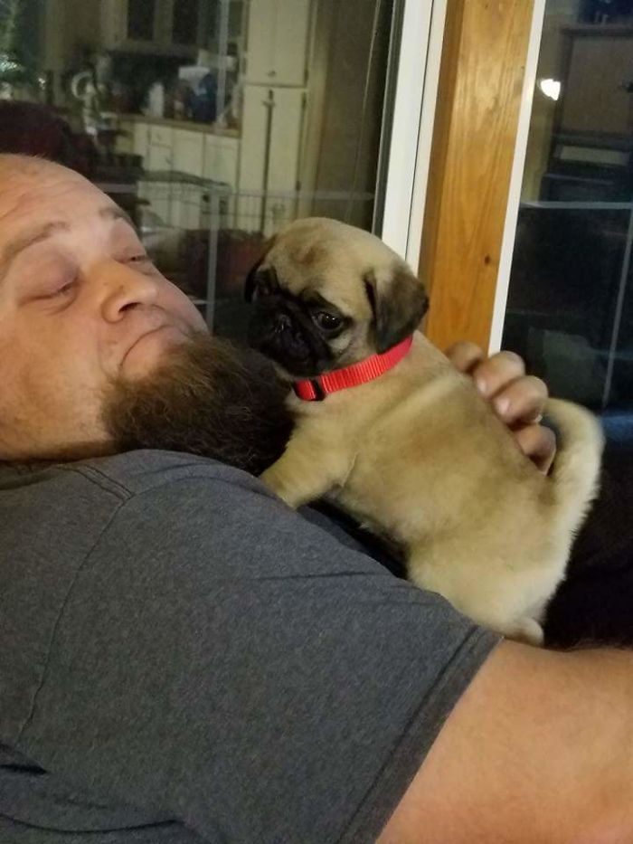 November 14 My Dad Bought Us The Best Early Christmas Present Ever. We Have Loved Every Day With Our Crazy Puggo