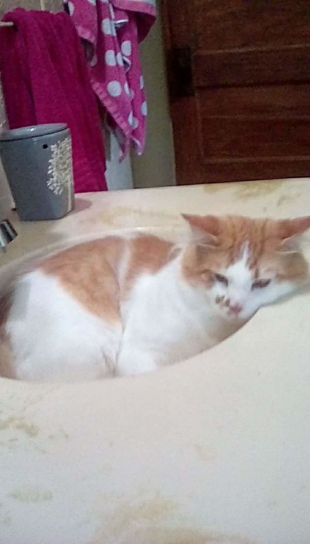 That's Okay Streak. I'll Just Brush My Teeth In The Kitchen.... Again.