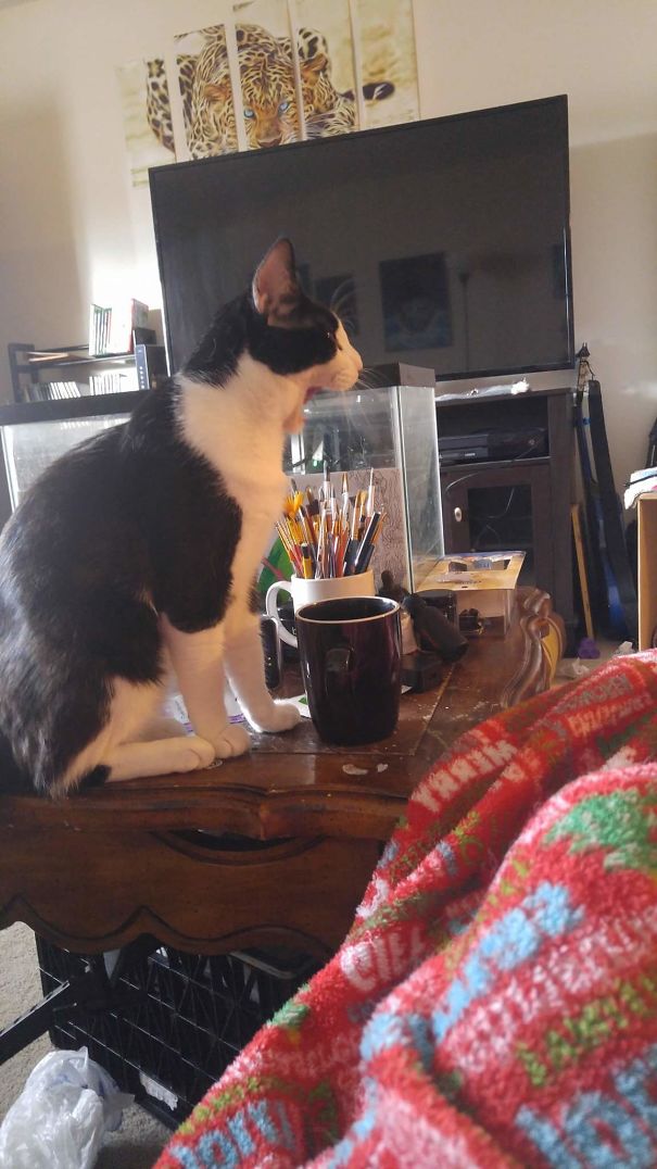Purrhizzyfur Meowington Suddenly Regretting Tasting My Hot Coffee