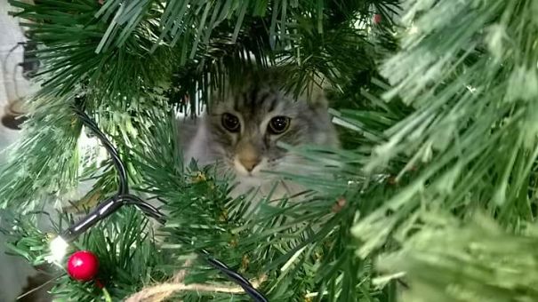 I Suppose Goggle Is A Norwegian Forest Cat. He Is Also A Knob