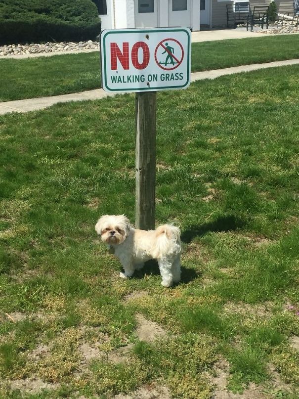 He Does What He Wants