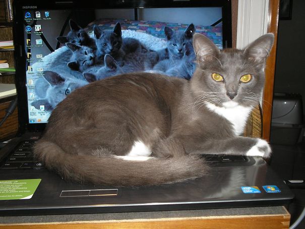 You Use This To Look At Other Cats...i'm The Only Cat You Need To See!