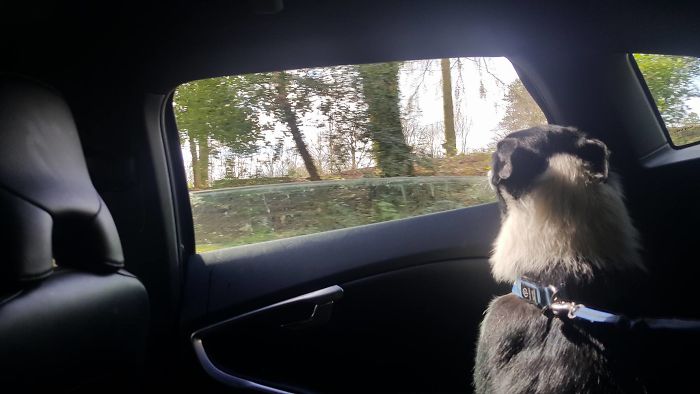 Fleet's First Ever Car Ride On The Day When We Brought Him Home.