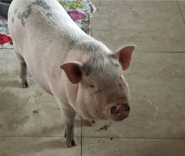 I Will Pee Again If You Tell Me No.