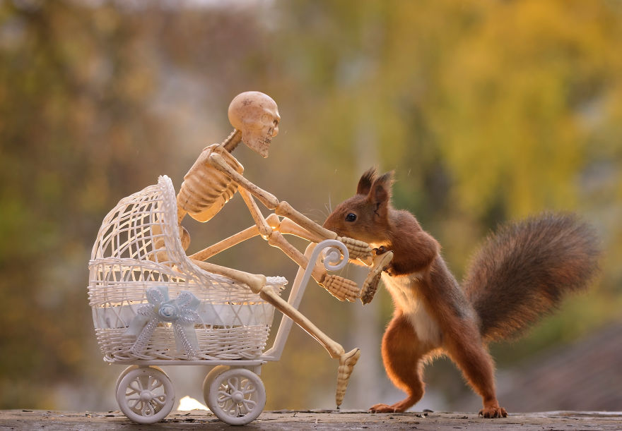 Here's How Squirrels Celebrate Halloween Here's How Squirrels Celebrate Halloween